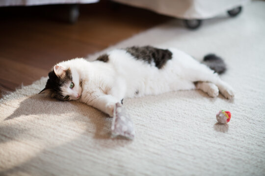 Adorable siberian cat laying on carpet and having fun with pet toys