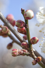 シダレウメのつぼみと花