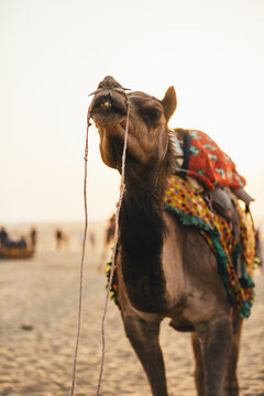 Camel on the desert at sunset waiting for tourists for a walk