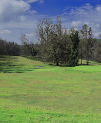 Fototapeta na wymiar rolling grassland and pine forest at ooty. ooty a famous holiday destination, located on the nilgiri mountains foothills in the state of tamilnadu, south india