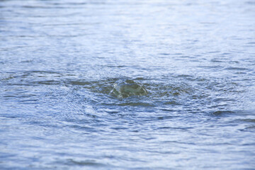 湧き水のように見える公園の噴水
