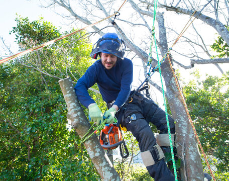 Portrait of Tree Surgeon working in the canopy of woodland trees.