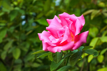Obraz premium pink rose in garden