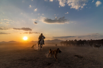 Wild horses run in foggy at sunset. Near Hormetci Village, between Cappadocia and Kayseri, Turkey