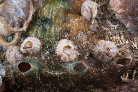 barnacle on seashell abalone