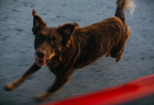Feral dog chasing car on road