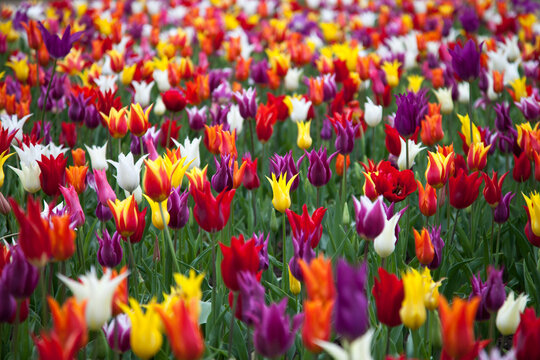 Spring colorful tulips field