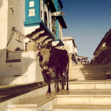 A sacred cow of Pushkar