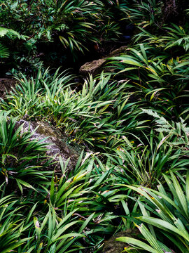Foliage in tropical forest tropical jungle of Merida, Venezuela.