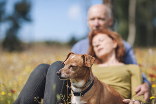 Dog and his owners blurred in the background