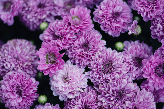 Purple Mums In Bloom
