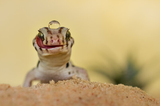 Chinese wonder gecko