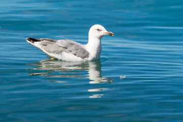 Fototapeta na wymiar Yellow-legged gull swimming on the Adriatic Sea, Croatia
