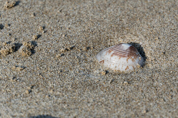 Seashells on the sandy beach on morning sunshine with copy space (selective focus)