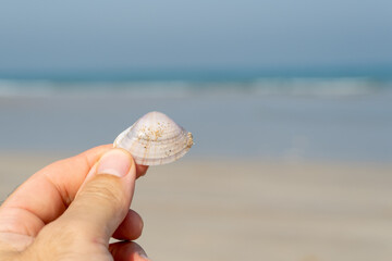 Hand holding seashell with blurred beach background and copy space for summer beach and nature concepts.