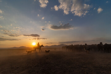 Wild horses run in foggy at sunset. Near Hormetci Village, between Cappadocia and Kayseri, Turkey