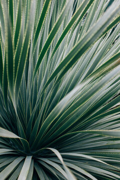 Detail of yucca plant from botanical garden