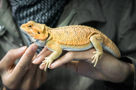 inland bearded dragon on hand