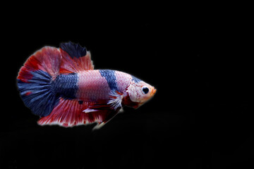 Rhythmic of colorful Betta fish with dark background and have clipping path. Multicolor Fighting...