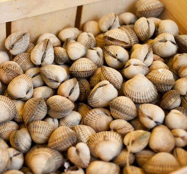 Clams