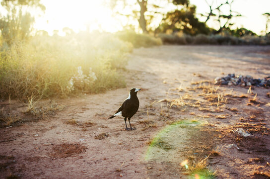 Magpie at sunset
