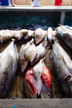 Fresh fish at market