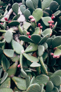 Blooming Beavertail cactus in botanical garden