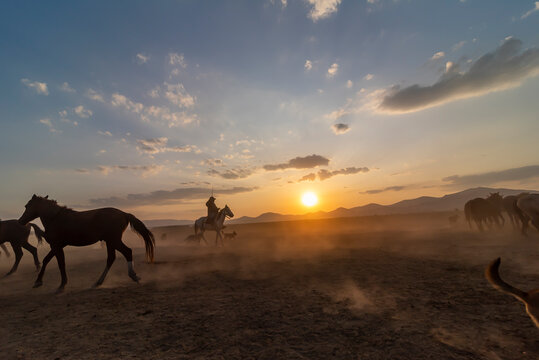 Wild horses run in foggy at sunset. Near Hormetci Village, between Cappadocia and Kayseri, Turkey