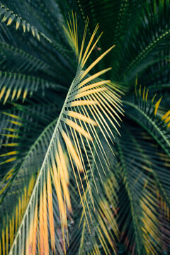 Leaves from Golden sago palm tree