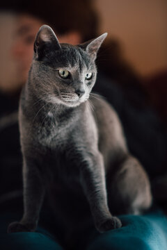 Portrait of beautiful grey cat
