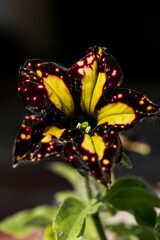 Petunia flower on black