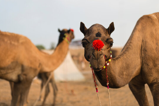 Camels At Indian Fair