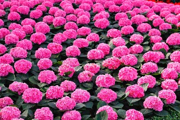 hydrangeas flower in my garden
