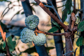 fresh srikaya fruit at home plantation