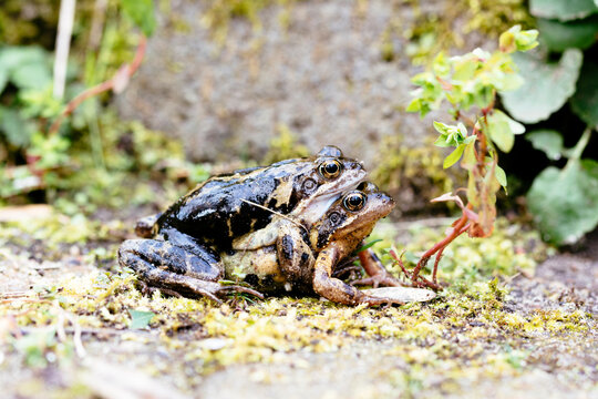 Maiting frogs in garden