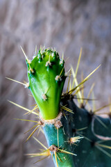 cactus buds look beautiful with sharp thorns