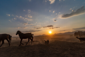 Wild horses run in foggy at sunset. Near Hormetci Village, between Cappadocia and Kayseri, Turkey