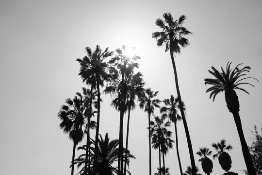 Los Angeles Palm Trees