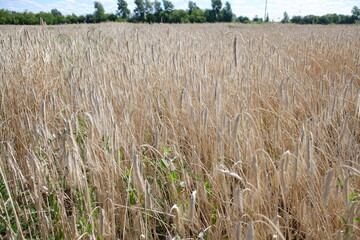 Cash crop. Rye in the field. Organic cultivation of rye seeds. Golden ears