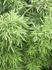 上から見た竹の葉