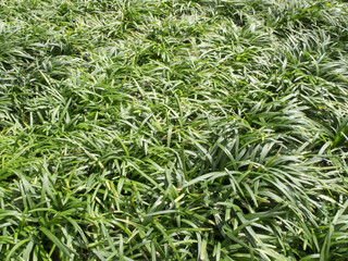 庭のリュウノヒゲ