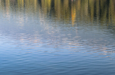 tree reflection in water