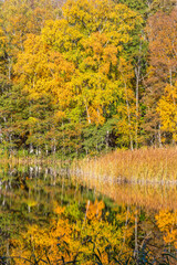 Deciduous forest in autumn colors at the lake