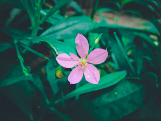 Waterleaf Grass flower in bloom.