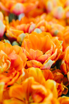 close-up of orange tulips