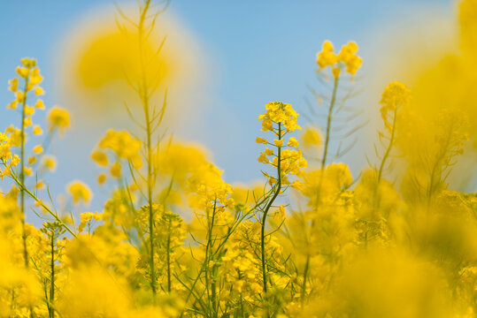 Rapeseed Canola Blossoms