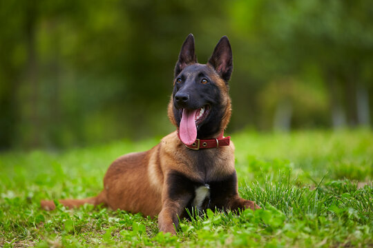 "Malinois Dog" Images – Browse 25,229 Stock Photos, Vectors, and Video