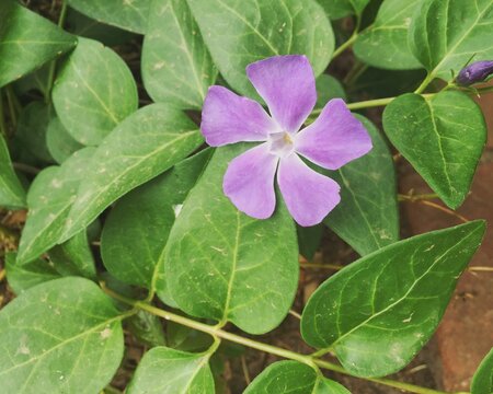 Single Purple Periwinkle Flower