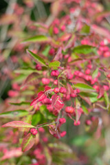 reife Beeren am Zweig 