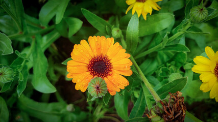 Closeup shot of pot marigold flower with green background with flowers and leafs. 
